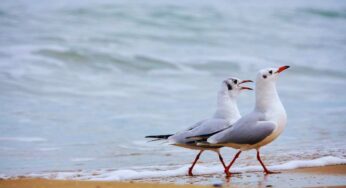 Abruzzo le 10 spiagge più belle da visitare in estate: sabbia finissima e mare cristallino