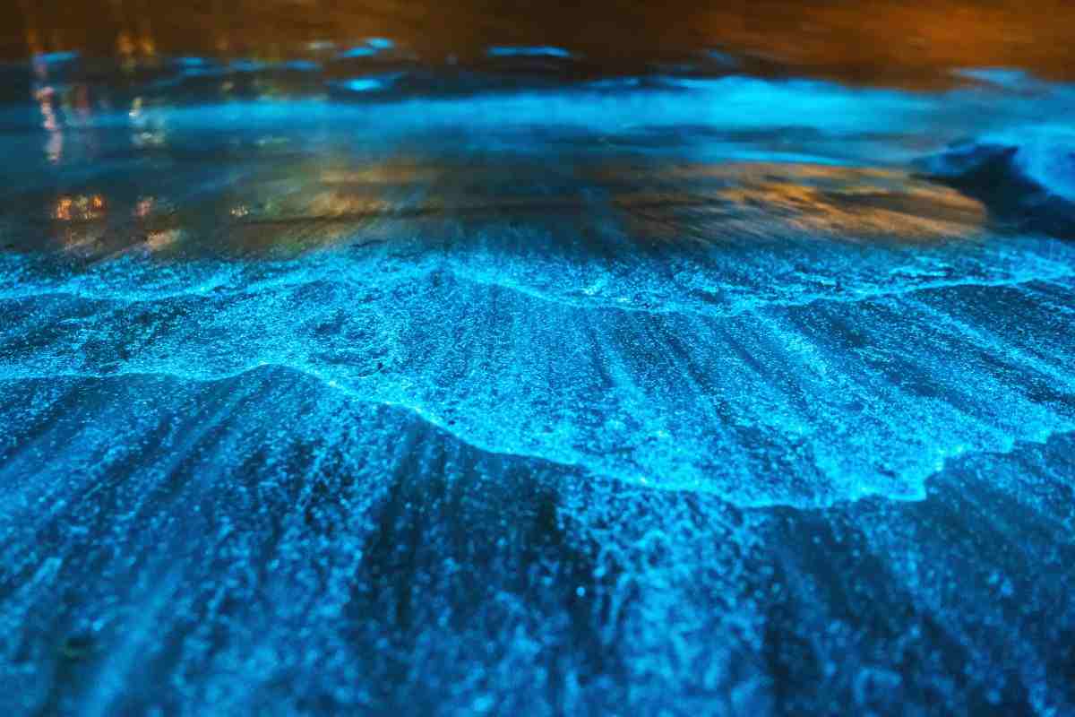 mare stellato dove si trova